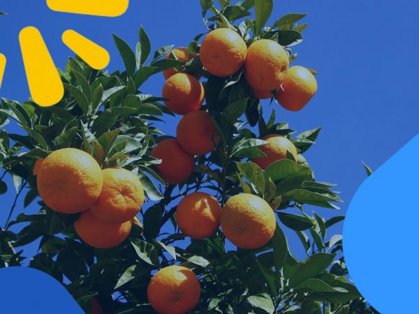 La fruta más típica de Valencia: La naranja